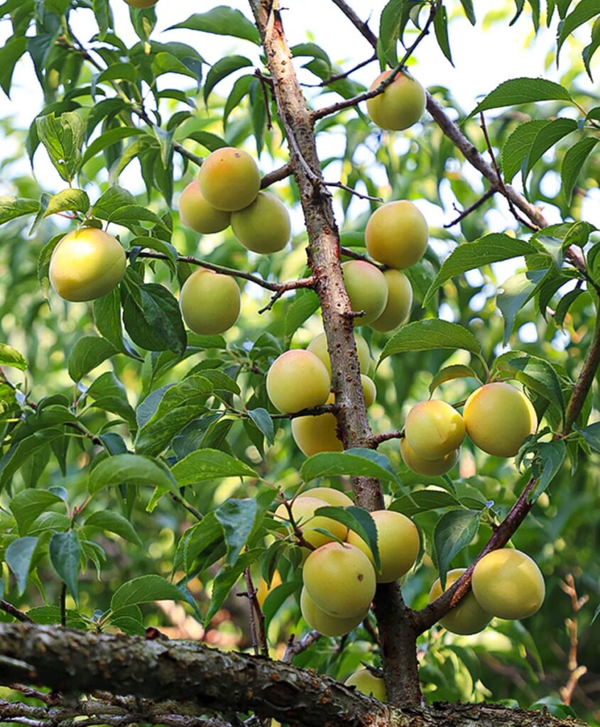 木になっている南高梅