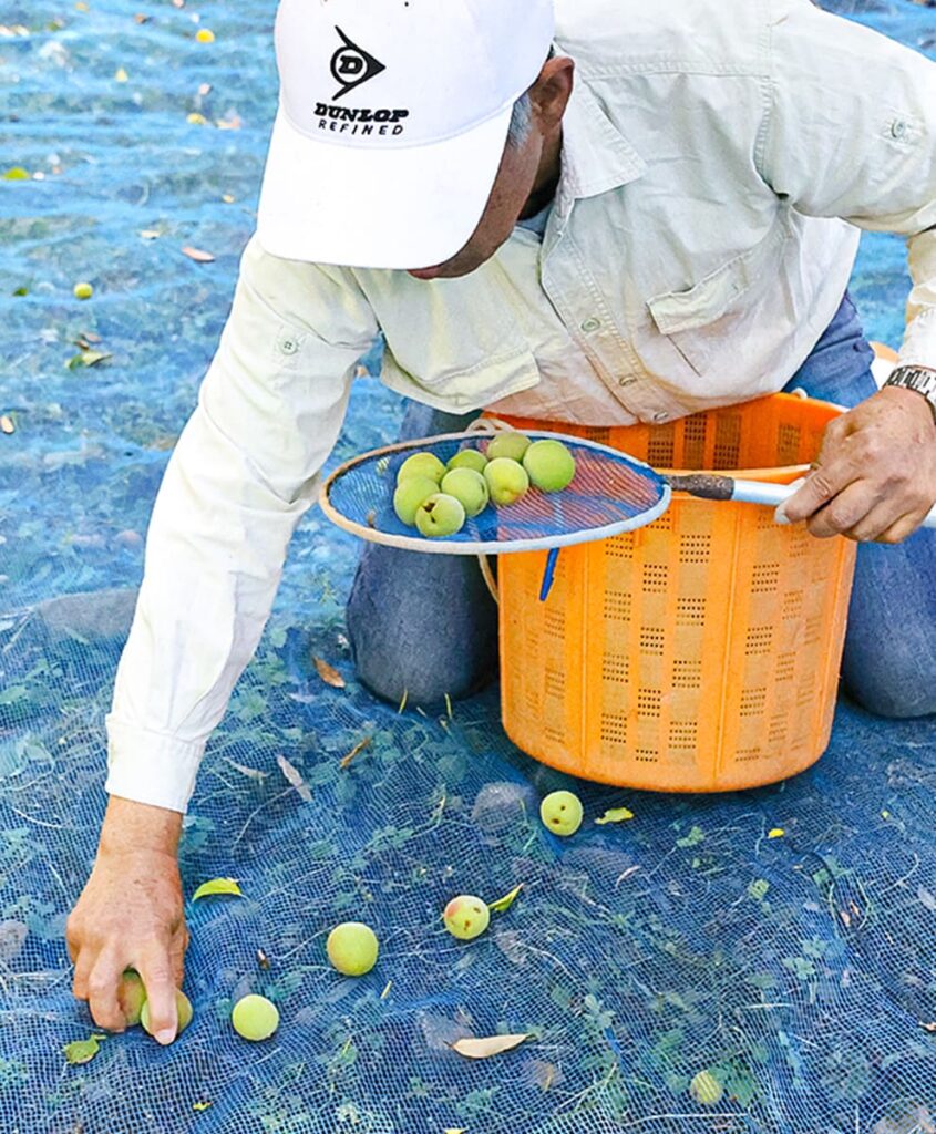 南高梅を回収する澤田農園の代表
