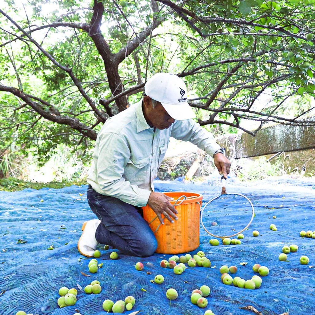 南高梅を収穫する澤田農園の代表