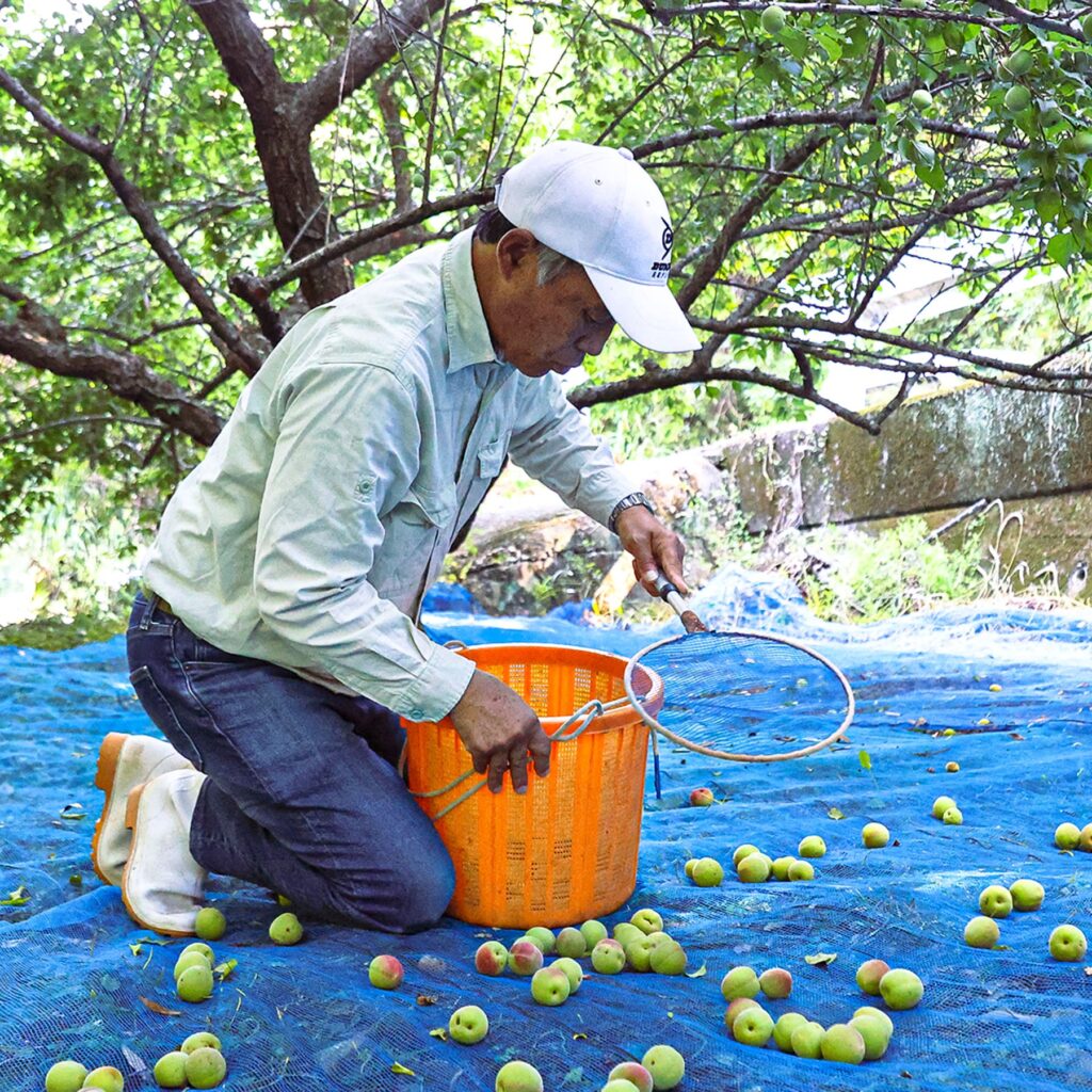 南高梅を収穫する澤田農園の代表